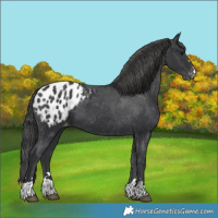 Horse Color:Black Appaloosa