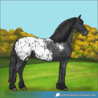 Horse Color:Black Appaloosa