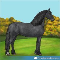 Horse Color:Black Varnish 