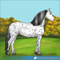 Horse Color:Black Near Leopard 