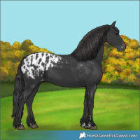Horse Color:Black Blanket