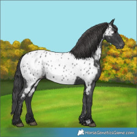 Horse Color:Black Appaloosa 