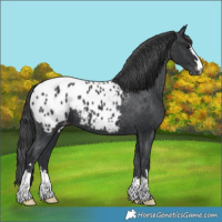 Horse Color:Black Appaloosa 