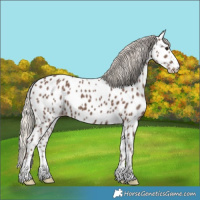 Horse Color:Silver Black Appaloosa