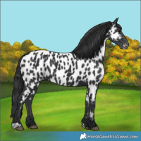 Horse Color:Black Appaloosa