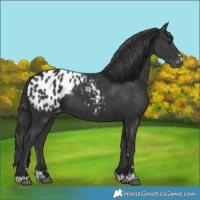 Horse Color:Black Blanket