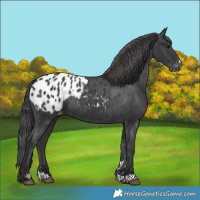 Horse Color:Black Blanket 