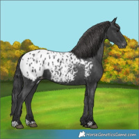 Horse Color:Black Blanket