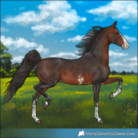 Horse Color:Bay Sabino Splash Varnish  and Bay Sabino Splash Varnish 