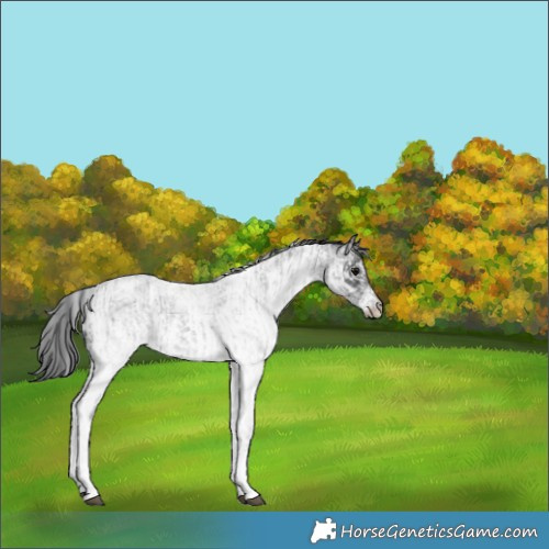 Horse Color:White Spotted Blue Roan Rabicano  and White Spotted Blue Roan Rabicano 