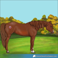 Horse Color:Chestnut 