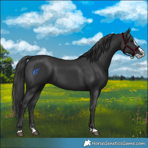 Horse Color:Black Splash 