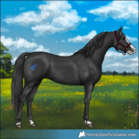 Horse Color:Black Splash