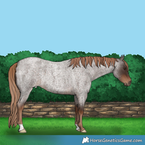 Horse Color:Liver Red Roan Rabicano