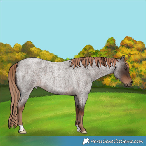 Horse Color:Liver Red Roan Rabicano 