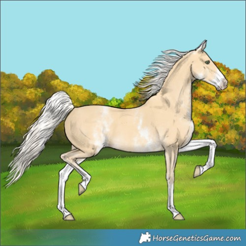 Horse Color:White Spotted Gold Cream Champagne 