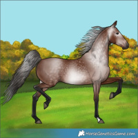 Horse Color:Gray Bay 