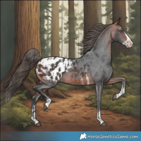 Horse Color:Bay Sabino Splash Appaloosa and Bay Sabino Splash Appaloosa