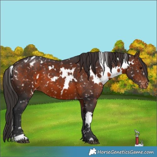 Horse Color:White Spotted Brown Appaloosa