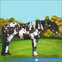 Horse Color:White Spotted Brown Appaloosa