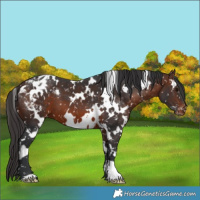 Horse Color:White Spotted Brown Appaloosa 