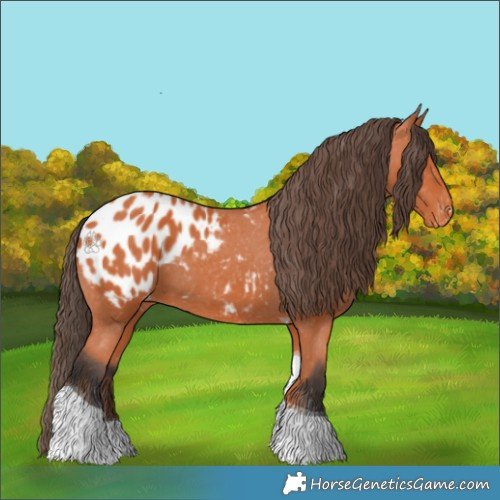 Horse Color:Bay Tobiano Appaloosa