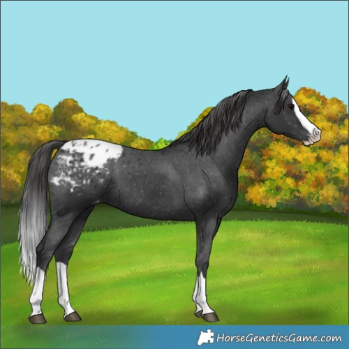 Horse Color:Black Splash Appaloosa 