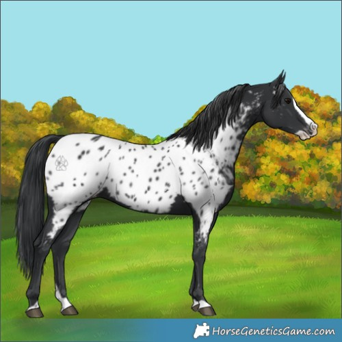Horse Color:Black Splash Appaloosa 