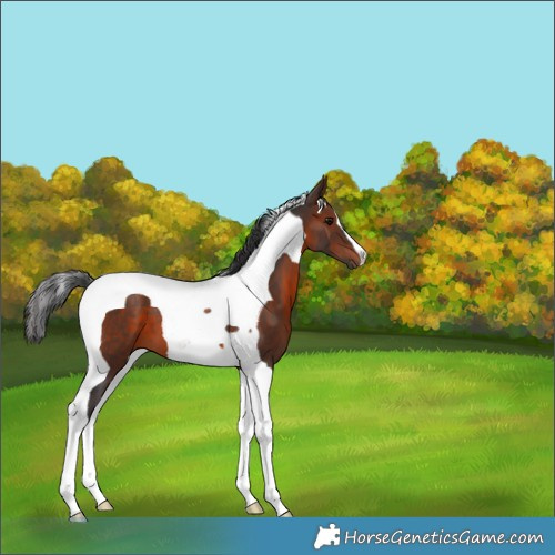 Horse Color:Brown Tobiano 