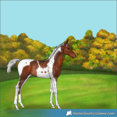 Horse Color:Silver Bay Tobiano Rabicano 