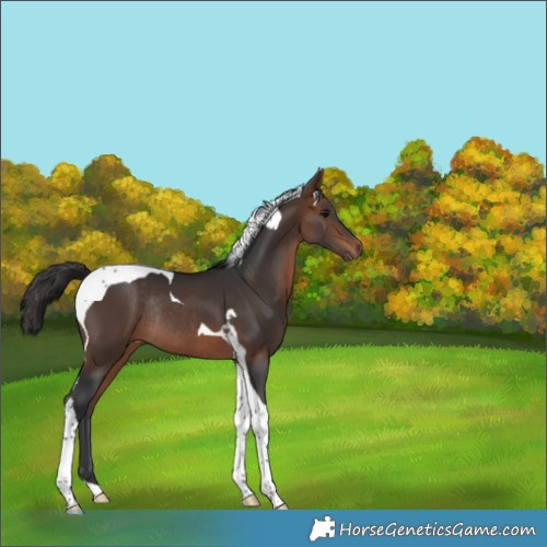 Horse Color:Bay Tobiano Rabicano 