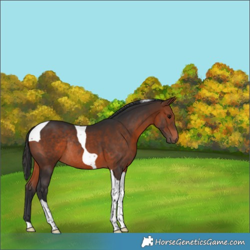 Horse Color:Bay Tobiano Rabicano 