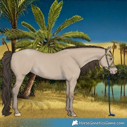 Horse Color:Classic Champagne Dun 
