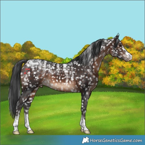 Horse Color:Powder White Brown Snowflake Varnish 