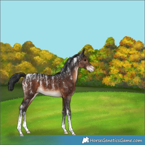 Horse Color:Powder White Brown Snowflake Varnish 