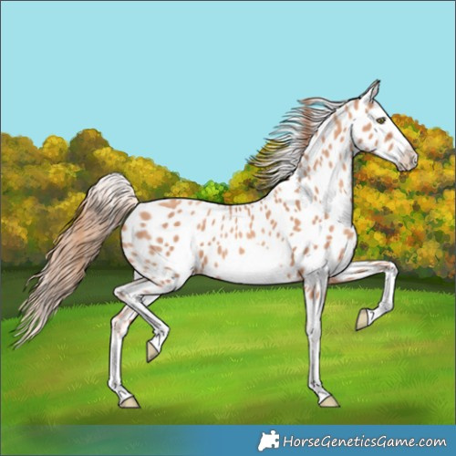 Horse Color:Gold Champagne Splash Frame Near Leopard 