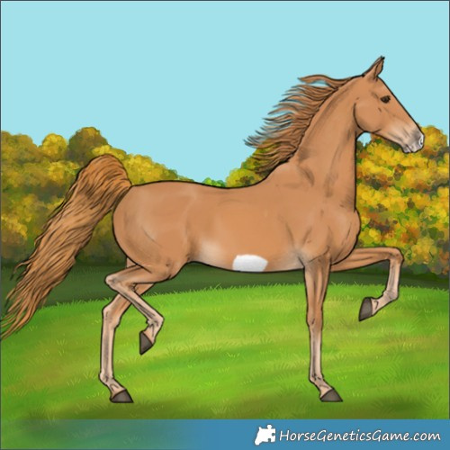 Horse Color:Chestnut Frame 