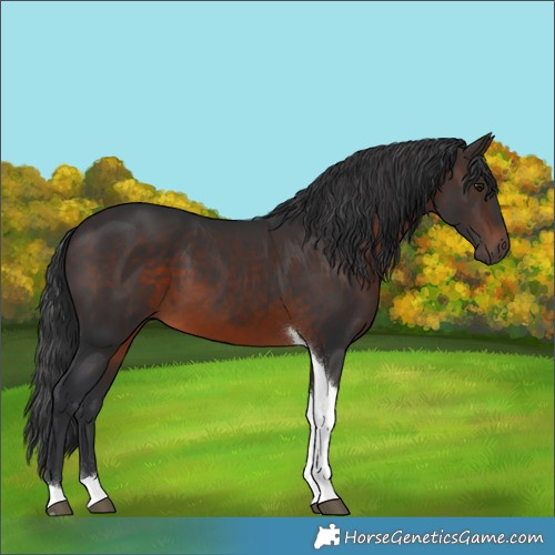 Horse Color:Brown Tobiano 