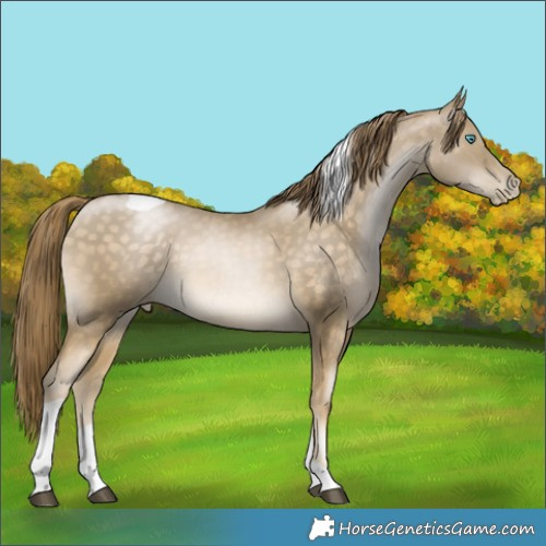 Horse Color:Buckskin Pearl Tobiano 