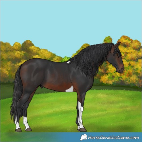 Horse Color:Brown Tobiano 