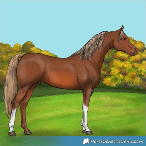 Horse Color:Chestnut Tobiano 