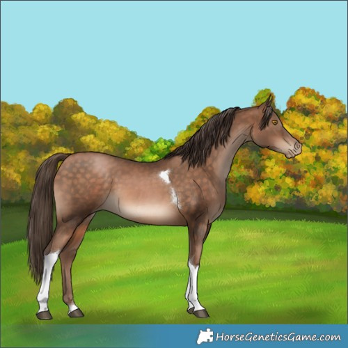 Horse Color:Brown Pearl Tobiano 