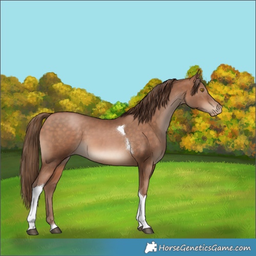 Horse Color:Brown Pearl Tobiano 