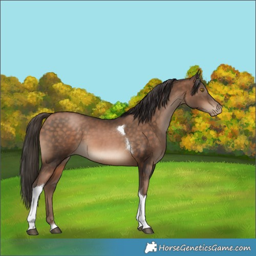 Horse Color:Brown Pearl Tobiano 