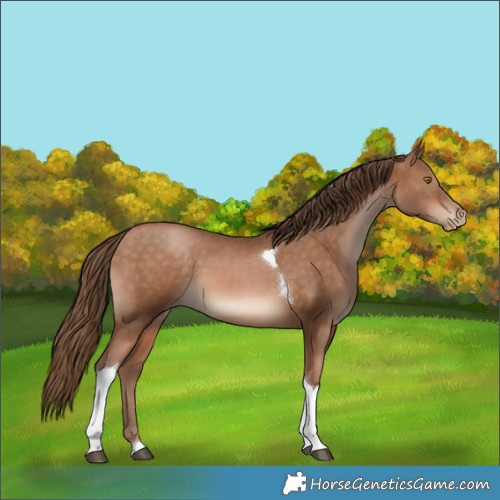 Horse Color:Brown Pearl Tobiano 