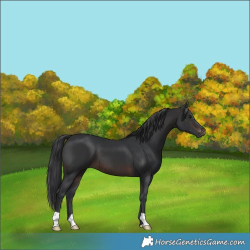 Horse Color:Brown 