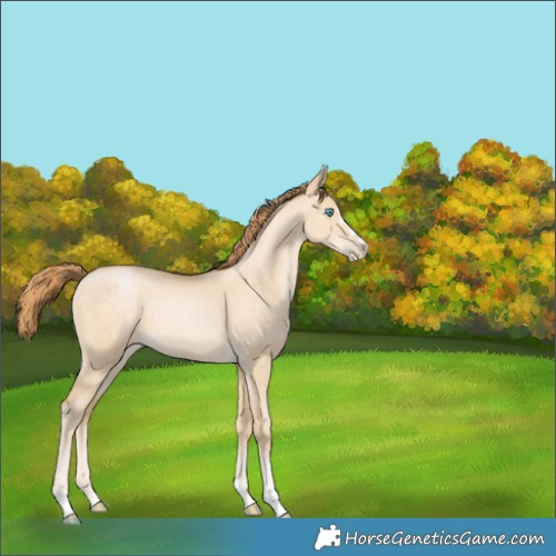 Horse Color:Buckskin Pearl Dun 