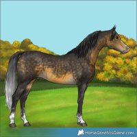 Horse Color:Buckskin 