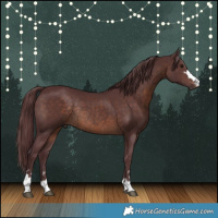 Horse Color:Chocolate Brown Rabicano 
