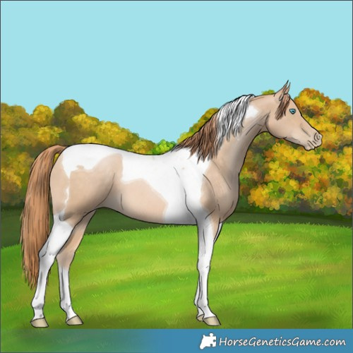 Horse Color:Buckskin Pearl Tobiano 